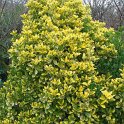 Euonymus japonicus 'Aureus'